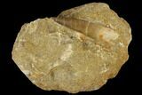 Fossil Plesiosaur (Zarafasaura) Tooth - Morocco #116941-1